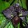 Tacca Chantriera (Krąpiel Chantriera) - Kwiat Nietoperz
